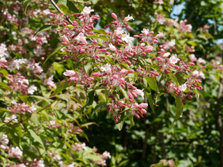 Weigela florida - Inflorescence du weigélia de Floride garni de fleurs et de boutons rose sur des rameaux arqués au feuillage vert printanier