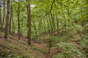 Fototapeta premium path in the forest