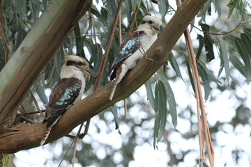 Kookaburras 