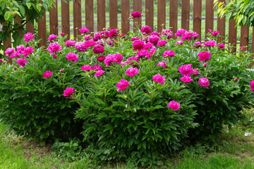 A beautiful blooming peony bush with pink flowers in the garden. horizontal orientation