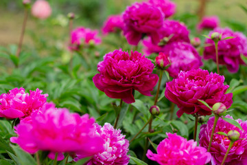 A beautiful blooming peony bush with pink flowers in the garden. horizontal orientation