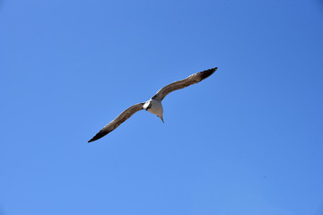 Seagull Close Up