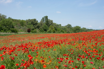 Beautiful poppy field in full bloom with a blue sky and trees in the background