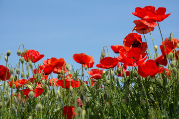 Close up of poppy flowers in a field with a blue sky