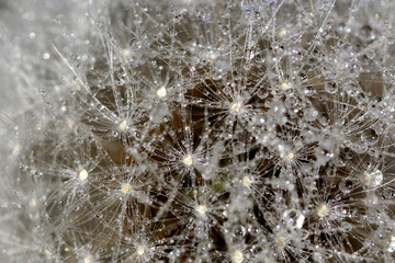 Dandelion abstract