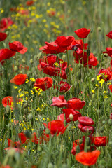 Group of poppies in a field