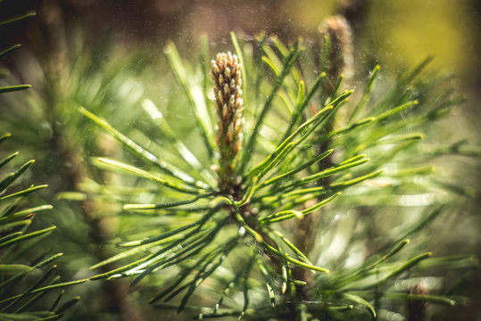 Closeup photo of green needle pine tree on the right side of picture. Blurred pine needles in background -