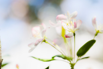 Close-up picture of flower with nice blur background