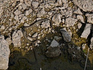 Grass snakes