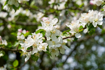 Apple blossom in spring. White flowers on Apple tree
