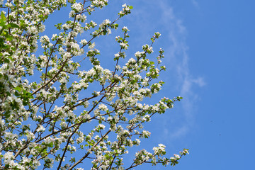 Apple blossom in spring. White flowers on Apple tree