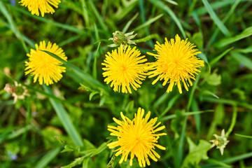 Blooming dandelions on the field in early spring