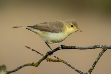 Melodious warbler (Hippolais polyglotta), perched on a branch. Spain