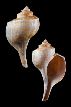 busycon canaliculatum 