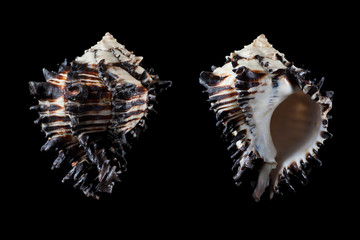 Hexaplex radix  © SHELL