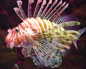 Lionfish Isolated