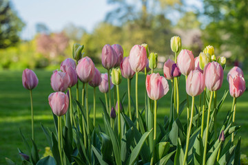 Close-up picture of tulib flower with nice blur background