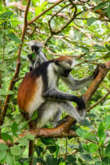 Fototapeta na wymiar wild monkey in the jungle in Africa