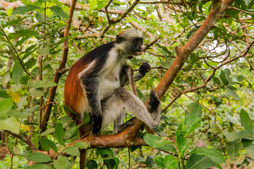 wild monkey in the jungle in Africa