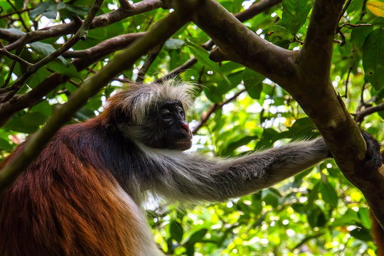 wild monkey in the jungle in Africa