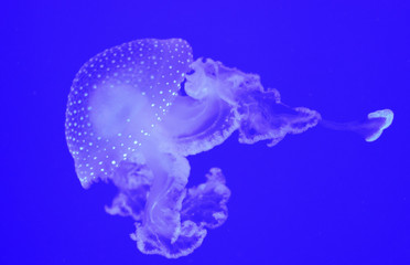 Jellyfish Underwater Background