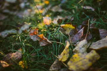 Whimsical autumn background in backlight