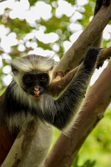 wild monkey in the jungle in Africa
