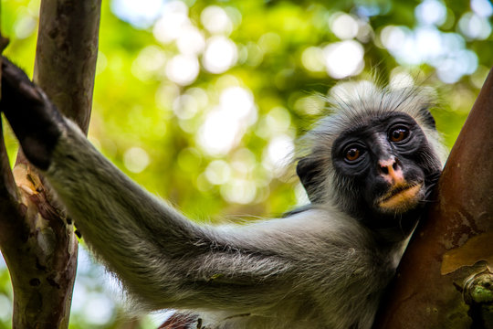wild monkey in the jungle in Africa