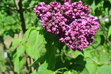 lilac, flower, spring, nature, pink, purple, garden, flowers, green, blossom, plant, bush, blooming, tree, floral, beauty, leaf, bloom, branch, beautiful, summer, season,  petal, leaves