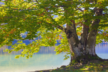 Old tree by the Bohinj lake, Slovenia