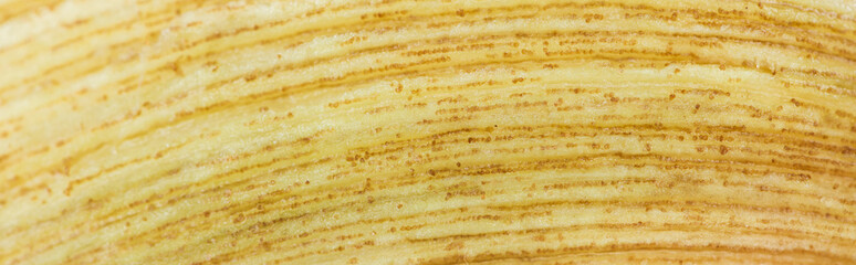 panoramic shot of yellow ripe banana textured peel