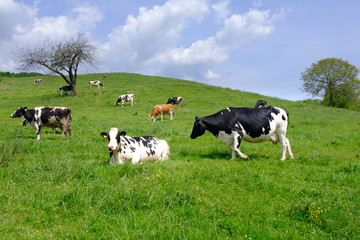 Cows grazing on pasture, a herd of black and white cows mixed with brown and white cattle