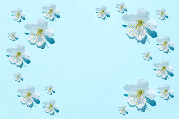Fototapeta na wymiar Sakura blossom on blue pastel background, spring flowers. Soft light color. Place for your design. 