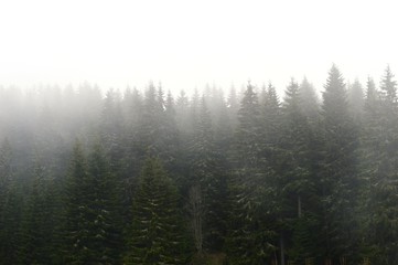 fog among the trees on the mountain