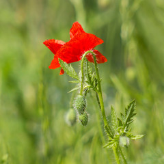 wild poppy flower