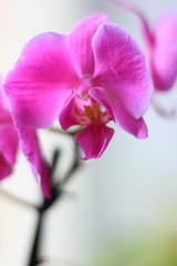 Beautiful purple orchid phalaenopsis flowers. Orchid flowers.