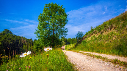 Alpine landscape, a linden tree and gravel path, surrounded with blooming meadows