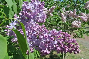 flower, nature, flowers, spring, purple, garden, pink, plant, blossom, lilac, green, bloom, floral, beauty, summer, blooming, violet, flora, beautiful, leaf, color, tree, petal, closeup, bush