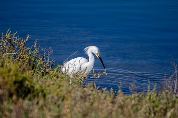 snowy egret by water 