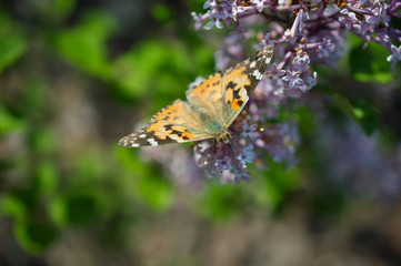 Motyl rusałka osetnik