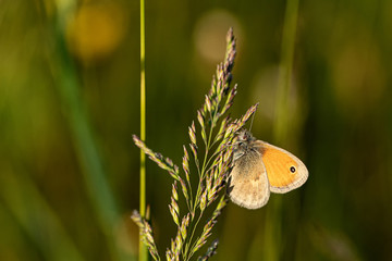 Fototapeta premium Nature