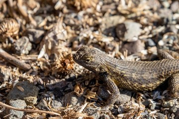 small brown lizard