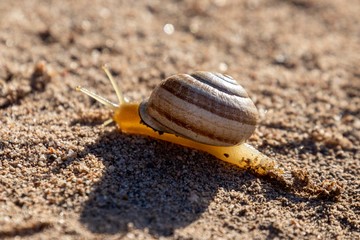 garden snail close up