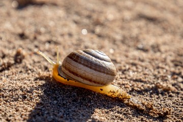 snail on the ground