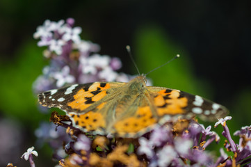 Motyl rusałka osetnik