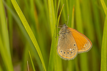 Obraz premium Nature