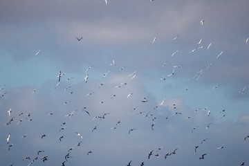 Flock of Tern birds