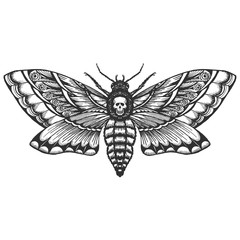 hand drrawn monochrome deadhead butterfly isolated vector