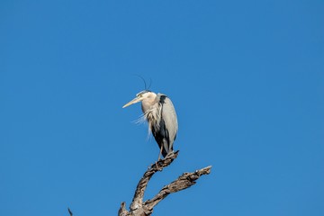 Great blue heron perched on a branch against blue sky