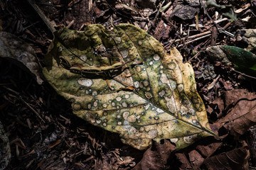 decomposing leaf